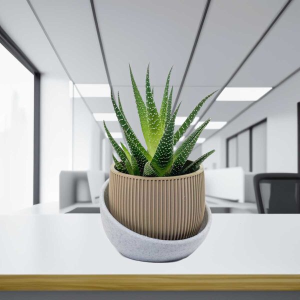 Eero Planter - Planter Pot for Succulent, Cactus, Monstera, sizes and colors to choose