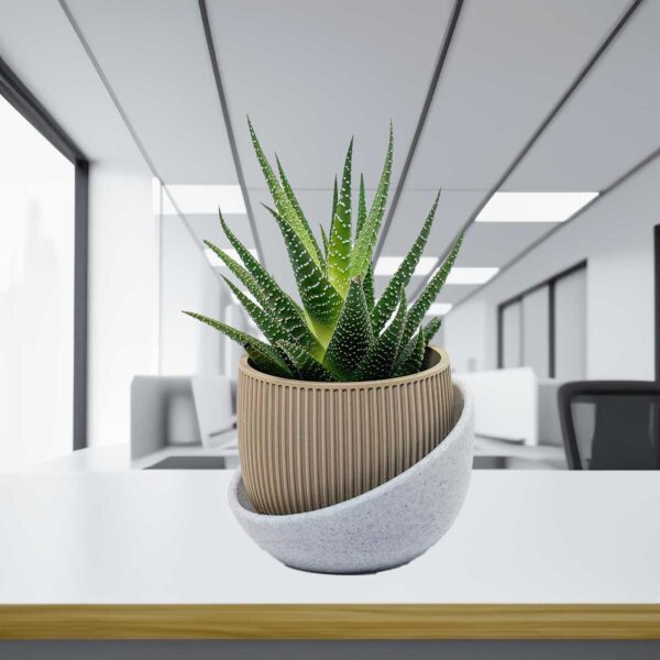 Eero Planter - Planter Pot for Succulent, Cactus, Monstera, sizes and colors to choose