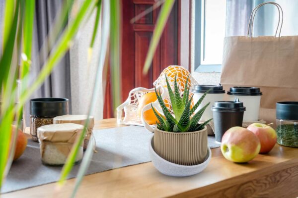 Eero Planter - Planter Pot for Succulent, Cactus, Monstera, sizes and colors to choose